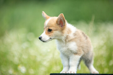 Corgi puppy