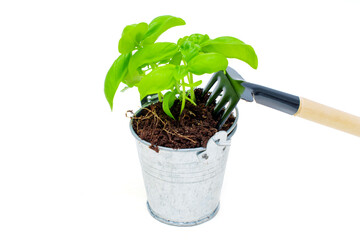 Young Plant in Small Metal Bucket With a Miniature Hand Rake