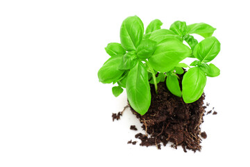 Fresh Basil Plant With Soil on White Background