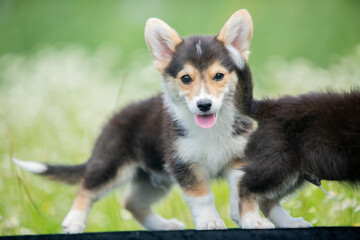 corgi puppies