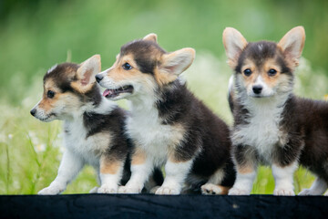 corgi puppies