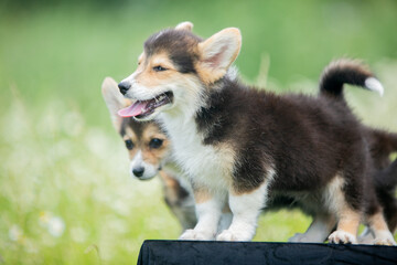 corgi puppies