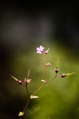 Petite fleur mauve macro gros plan