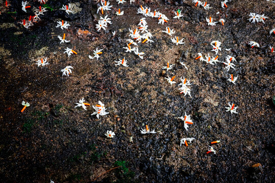 White Nyctanthes arbor-tristis flowers falling on the old concrete floor, It is commonly known as night-blooming jasmine, seri gading, coral jasmine
, harsingar, and parijata, shefali or shiuli.