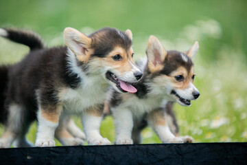 Obraz premium corgi puppies