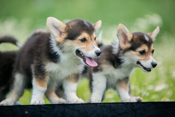 corgi puppies