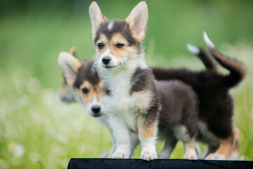 corgi puppies