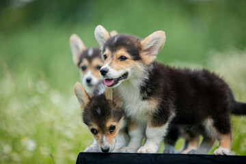 corgi puppies