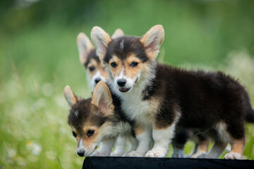 corgi puppies