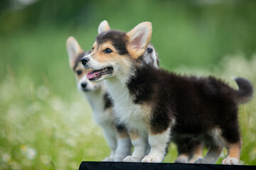 corgi puppies