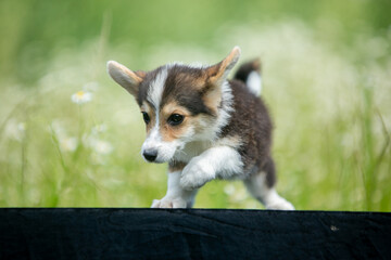 corgi puppies