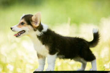 Corgi puppies playing