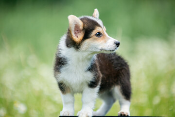 Corgi puppies playing