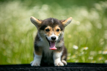 Corgi puppies playing