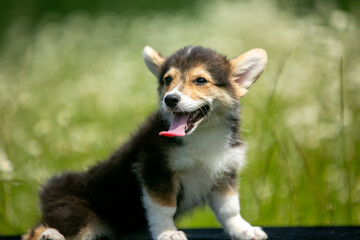 Corgi puppies playing