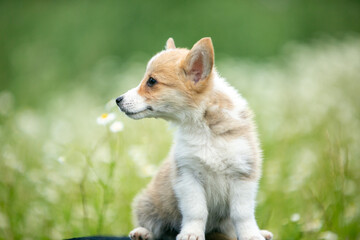 Corgi puppies playing