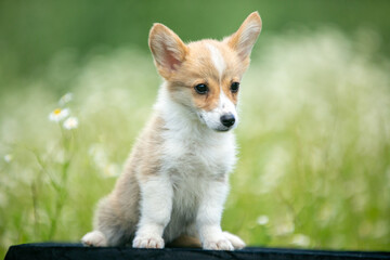 Corgi puppies playing