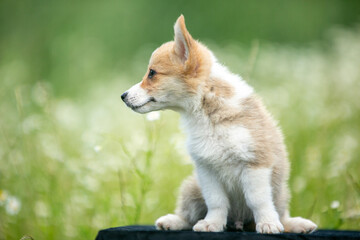 Corgi puppies playing