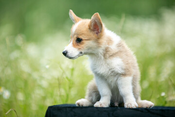 Corgi puppies playing