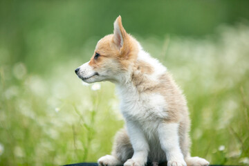 Corgi puppies playing