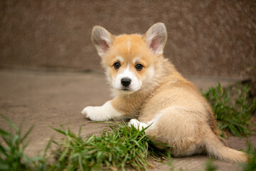 Corgi puppies playing