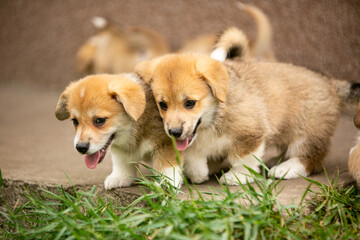 Corgi puppies playing