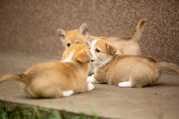 Corgi puppies playing