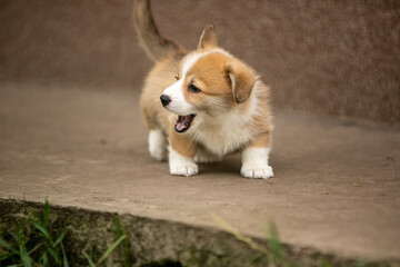 pembroke corgi puppies
