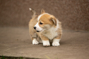 pembroke corgi puppies