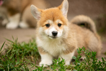 pembroke corgi puppies