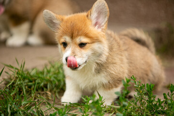 pembroke corgi puppies