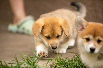 pembroke corgi puppies