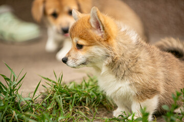 Obraz premium pembroke corgi puppies