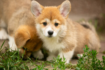 pembroke corgi puppies