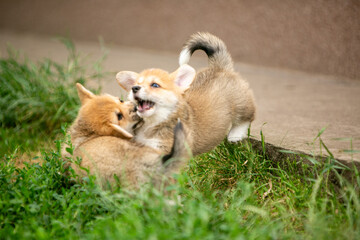 pembroke corgi puppies