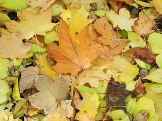 Colorful Autumn leaves