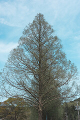 冬の青空と大きな木