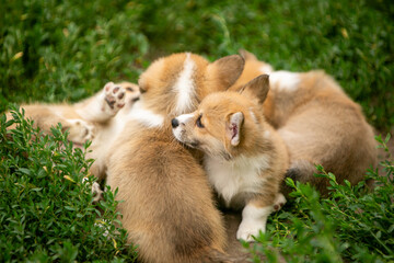 pembroke corgi puppies
