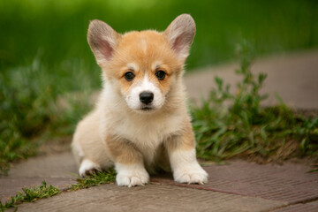 pembroke corgi puppies