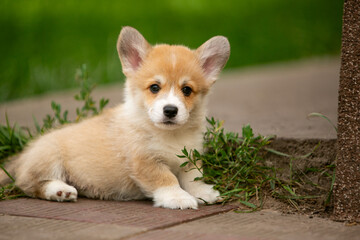 pembroke corgi puppies