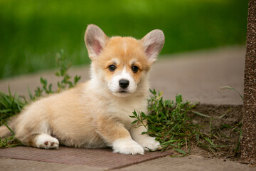 pembroke corgi puppies