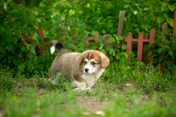 pembroke corgi puppies