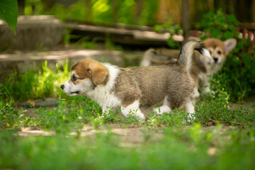 pembroke corgi puppies