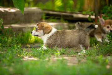 pembroke corgi puppies