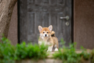 pembroke corgi puppies