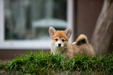 pembroke corgi puppies