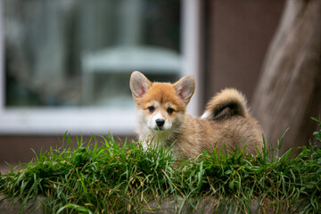 Obraz premium pembroke corgi puppies