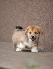 pembroke corgi puppies