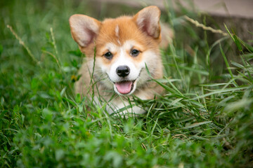 pembroke corgi puppies