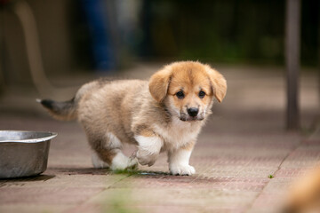 Corgi puppies